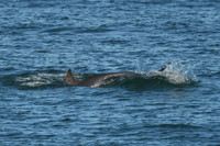 Bottlenose dolphin, North Bay, Scarborough - October 2026