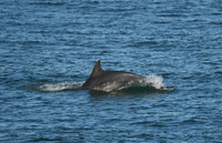 Bottlenose dolphin, North Bay, Scarborough - October 2026