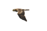 Booted eagle, Cazella, Tarifa, Spain - September 2026