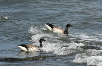Pale-bellied brent goose, Scalby Mills - September 2026