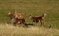 Red deer, Loch Spelve, Isle of Mull, Scotland - April 2026