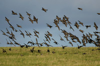 Starling, Ravenscar - October 2026