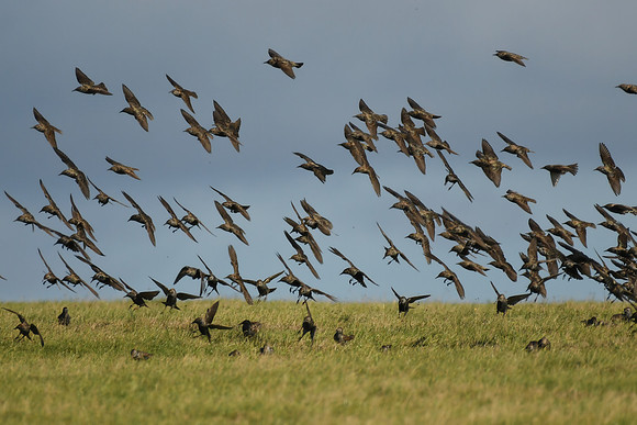 Starling, Ravenscar - October 2026