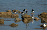 Oystercatcher, Scalby Mills - September 2026