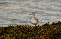 Redshank, Scalby Mills - September 2026