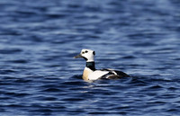 Steller's eider, Borgarfjördur, Iceland - May 2013