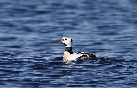 Steller's eider, Borgarfjördur, Iceland - May 2013