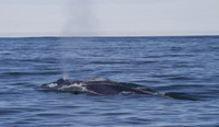 Blue whale, Skjálfandi Bay, Iceland - May 2013