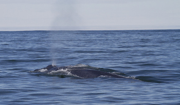 Blue whale, Skjálfandi Bay, Iceland - May 2013
