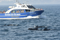 Long-finned pilot whale, Strait of Gibraltar, Spain - September 2026