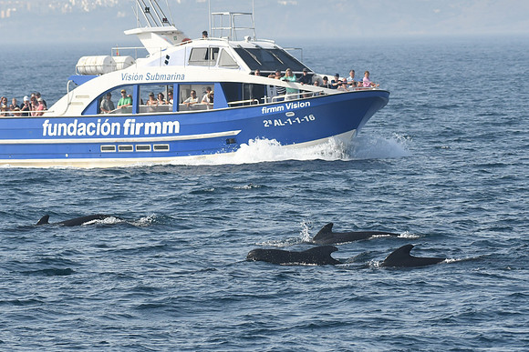 Long-finned pilot whale, Strait of Gibraltar, Spain - September 2026