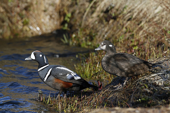Harlequin duck, River Laxa, Mývatn, Iceland - May 2013