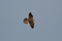Peregrine falcon, Castle Headland, Scarborough - October 2026