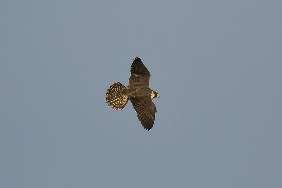 Peregrine falcon, Castle Headland, Scarborough - October 2026
