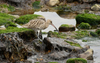 Curlew, Scalby Mills - September 2026