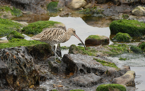 Curlew, Scalby Mills - September 2026