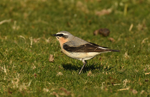 Wheatear, Glen Aros, Isle of Mull, Scotland - April 2026