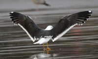 Lesser black-backed gull, South Bay, Scarborough - September 2026