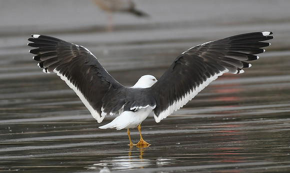 Lesser black-backed gull, South Bay, Scarborough - September 2026
