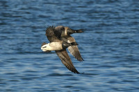 Pale-bellied brent goose, Scalby Mills - September 2026