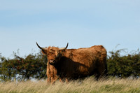 Highland cow, Ravenscar - October 2026