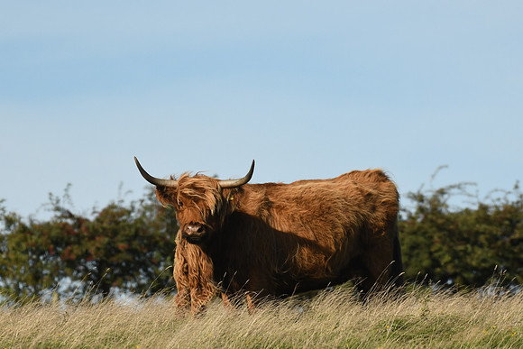 Highland cow, Ravenscar - October 2026