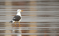Lesser black-backed gull, South Bay, Scarborough - September 2026
