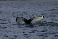 Humpback whale, Skjálfandi Bay, Iceland - May 2013