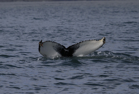 Humpback whale, Skjálfandi Bay, Iceland - May 2013