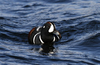 Harlequin duck, River Laxa, Mývatn, Iceland - May 2013
