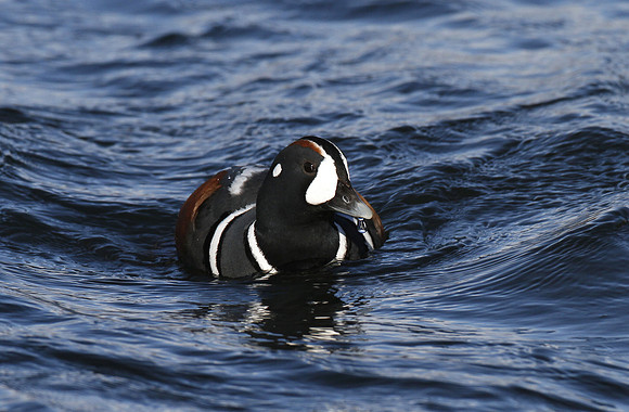 Harlequin duck, River Laxa, Mývatn, Iceland - May 2013