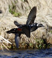 Harlequin duck, River Laxa, Mývatn, Iceland - May 2013