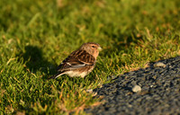 Twite, Loch na Keal, Isle of Mull, Scotland - April 2026