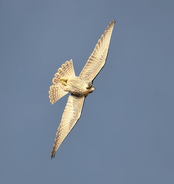 Peregrine falcon, Castle Headland, Scarborough - October 2026