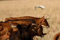 Cattle egret, La Pena, Tarifa, Spain - September 2026