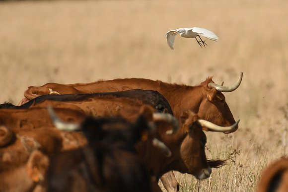 Cattle egret, La Pena, Tarifa, Spain - September 2026