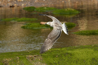 Great black-backed gull, Scalby Mills - September 2026