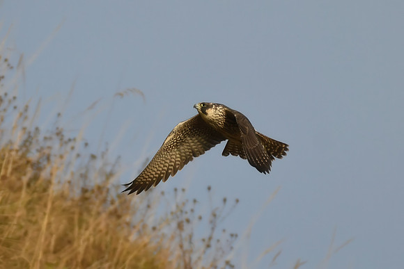 Peregrine falcon, Castle Headland, Scarborough - October 2026
