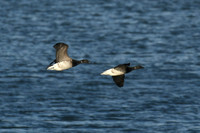 Pale-bellied brent goose, Scalby Mills - September 2026
