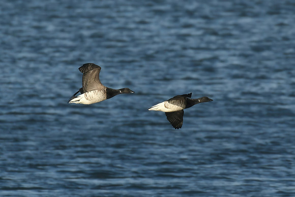 Pale-bellied brent goose, Scalby Mills - September 2026