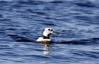 Steller's eider, Borgarfjördur, Iceland - May 2013