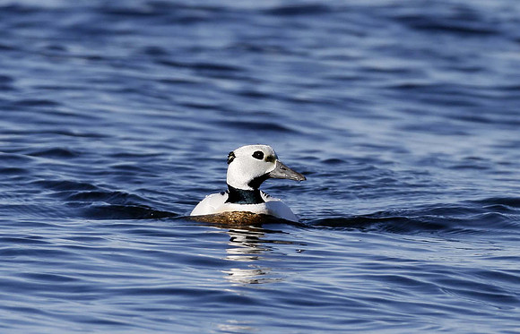 Steller's eider, Borgarfjördur, Iceland - May 2013