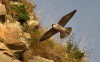 Peregrine falcon, Castle Headland, Scarborough - October 2026