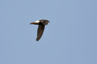 Little swift, Chipiona, Spain - September 2026