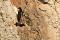 Griffon vulture, Laja de la Zarga, Bolonia, Spain - September 2026