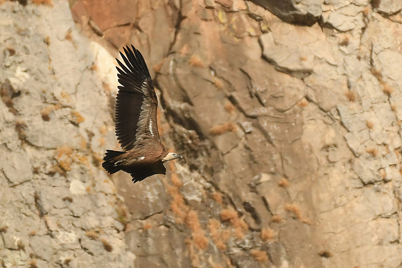 Griffon vulture, Laja de la Zarga, Bolonia, Spain - September 2026