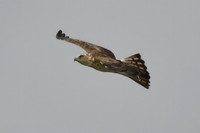 Short-toed snake eagle, La Janda, Spain - September 2026