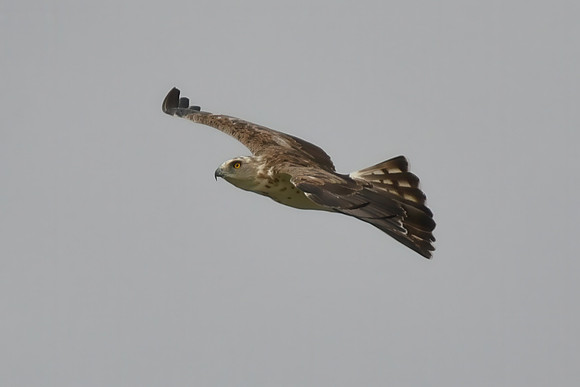 Short-toed snake eagle, La Janda, Spain - September 2026