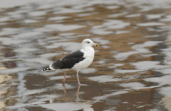 Great black-backed gull, South Bay, Scarborough - September 2026