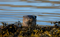 Otter, Loch na Keal, Isle of Mull, Scotland - April 2026